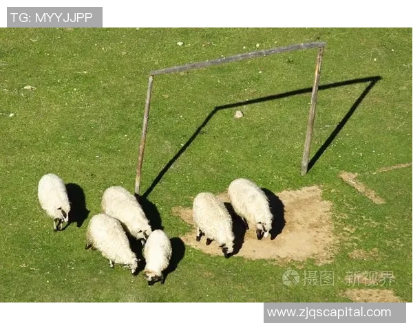 羊群中的足球明星传奇与他们的精彩瞬间分享 羊群中的足球明星传奇与他们的精彩瞬间分享